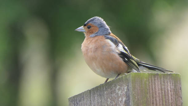 istock Chaffinch sitting on a fence UK 1472786097