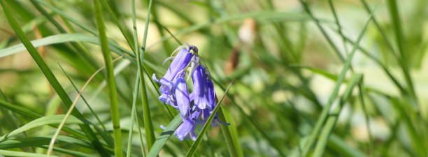 bluebells hyacinthoides growing in woodland uk - common harebell imagens e fotografias de stock