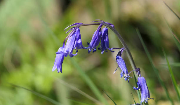 bluebells hyacinthoides growing in woodland uk - common harebell imagens e fotografias de stock