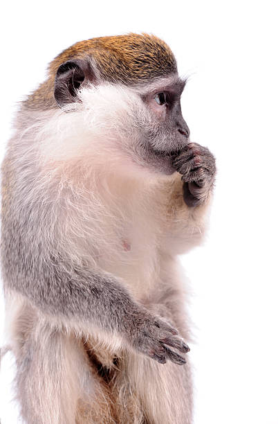 istock Vervet Monkey on the white background 147278673