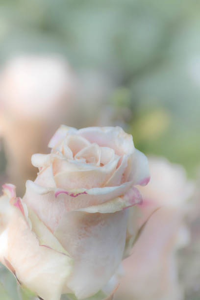 a close up of a soft pink rose on a matte pastel background