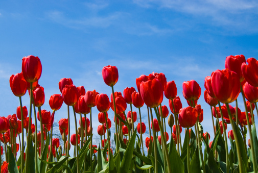 Red tulips at an upward angle.