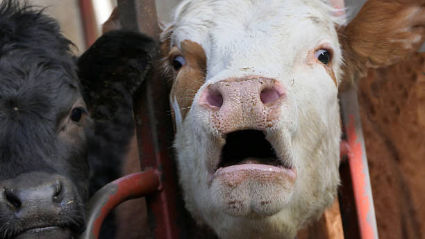 istock Cattle eating silage grass through a gate in a shed at a farm 1472787729