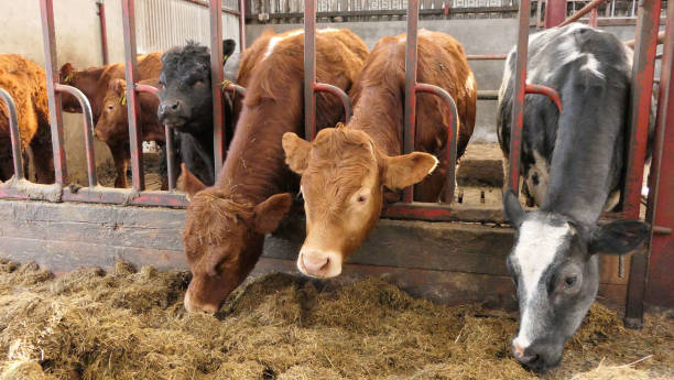 istock Cattle eating silage grass through a gate in a shed at a farm 1472787853