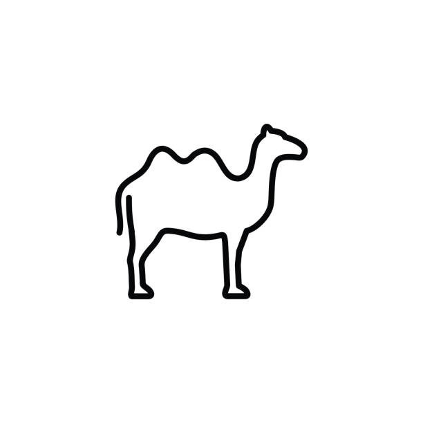 Camel line icon isolated on white background Camel line icon isolated on white background dromedary camel stock illustrations