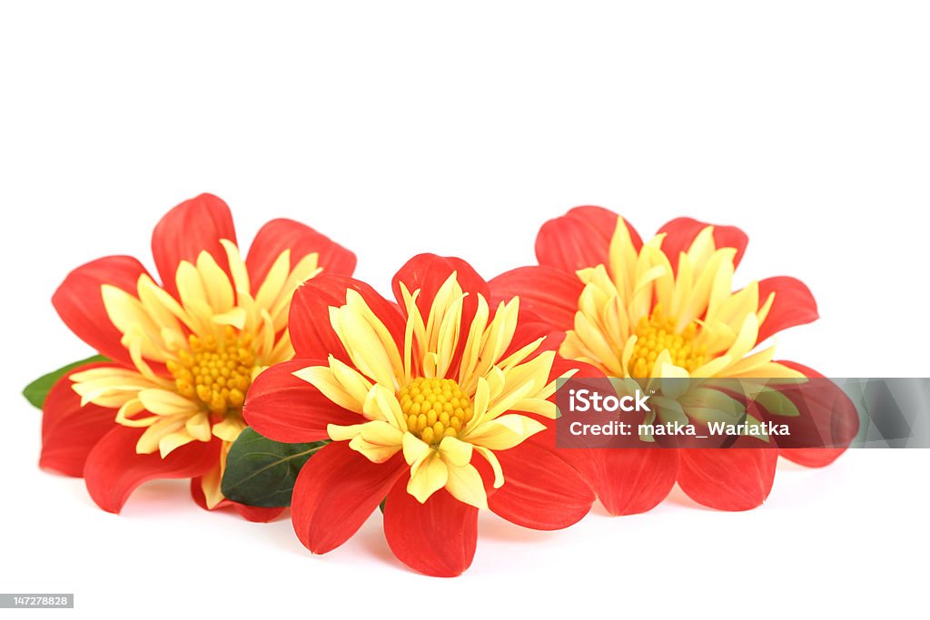 Dália vermelho e amarelo - Royalty-free Amarelo Foto de stock