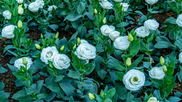 lisianthus fiorisce in giardino. lisianthus bianco che fiorisce e germoglia fiore con foglia verde nel parco. ( eustoma grandiflorum ) - petal bud plant agriculture foto e immagini stock