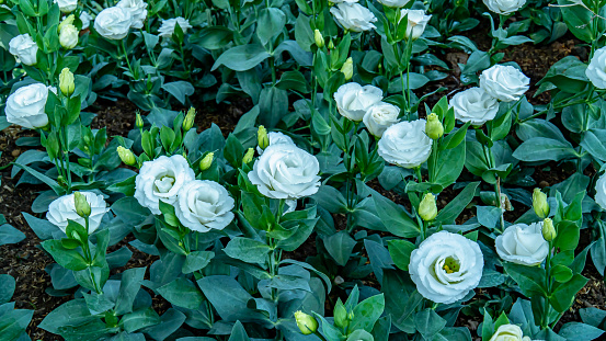 Beautiful White Amaryllis Flower Isolated on Green Background