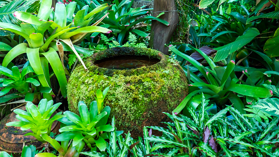 Earthenware jar with green moss or thallophytic plant  in the garden background.
