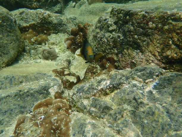 istock Fish in Tarutao Marine National Park 1472789950