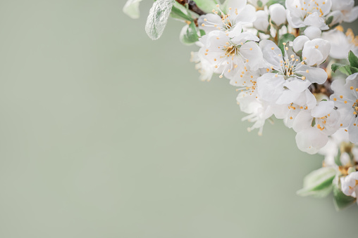 branch with spring flowers