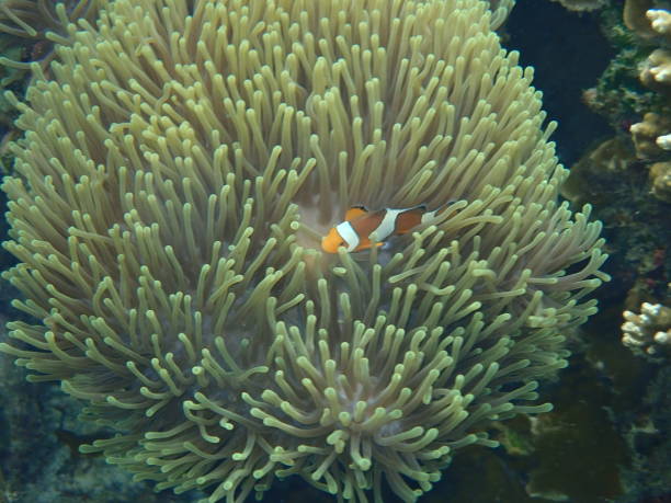 istock Fish in Tarutao Marine National Park 1472790053