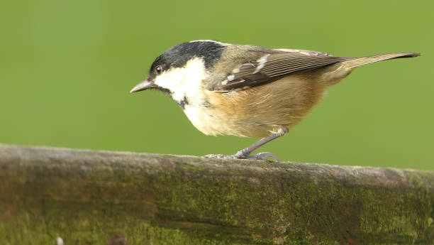 istock Coal Tit sitting on a gate in UK 1472790210