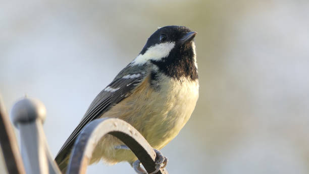 istock Coal Tit sitting on a gate in UK 1472790211