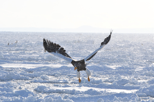 Steller's sea eagle flying over drift ice early in the morning in Shiretoko Rausu, Hokkaido