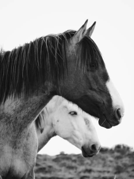 istock Wild Horses in Argentina 1472790229