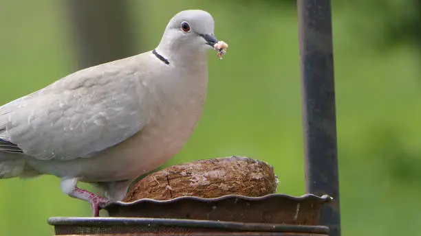 Photo of Collared Dove at a bird table in UK