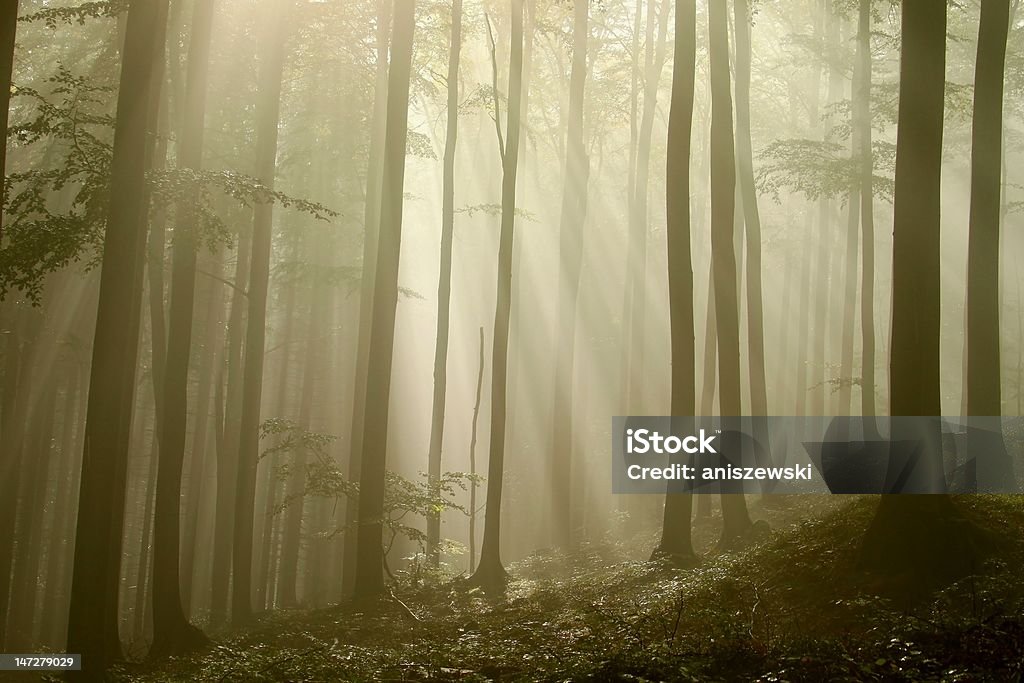 Таинственный лес Бук - Стоковые фото Без людей роялти-фри