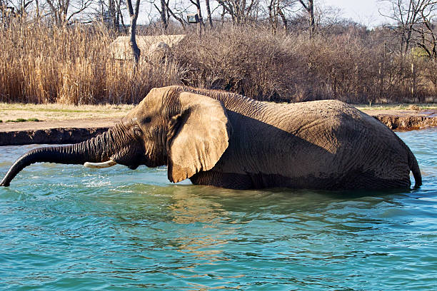 Banho-de-elefante - fotografia de stock