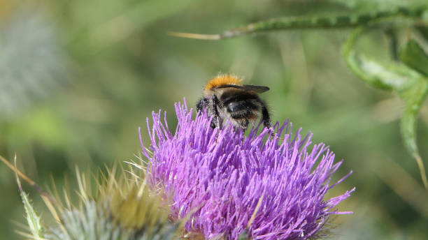 istock Common Carder Bee on a Scottish thistle in field 1472791127