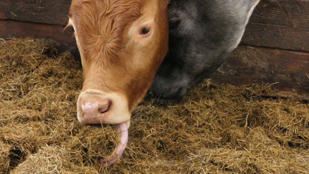 istock Cow with long tongue eating silage grass through gate in a shed 1472791135