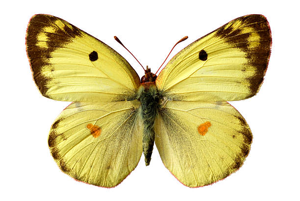 istock Isolated Berger's Clouded Yellow butterfly 147279121