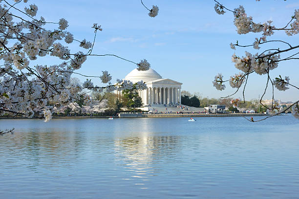 Cherry Blossoms stock photo