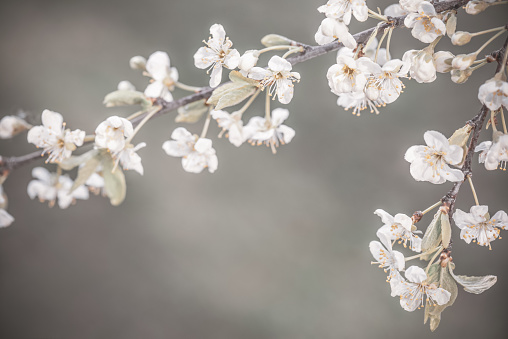 branch with spring flowers