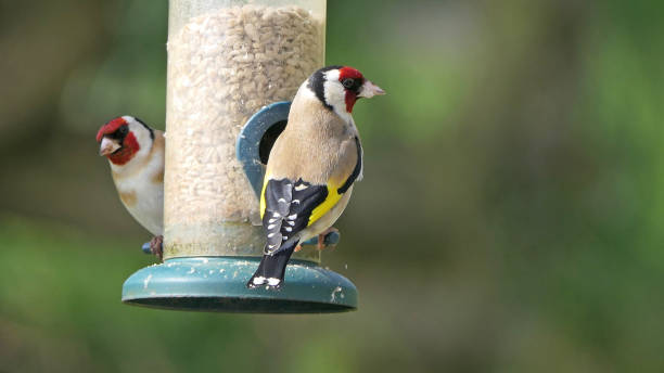 istock Goldfinches feeding from a bird table of mixed seeds UK 1472793083