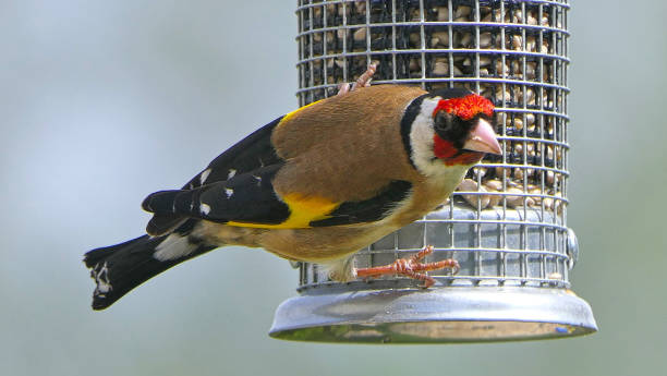 istock Goldfinches feeding from a bird table of mixed seeds UK 1472793097
