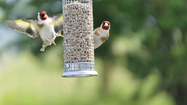 istock Goldfinches feeding from a bird table of mixed seeds UK 1472793135