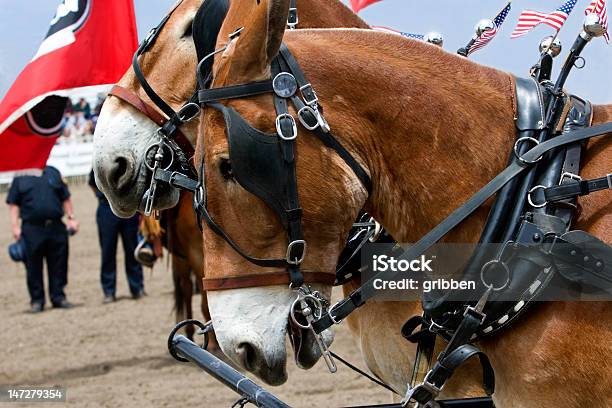 Foto de Mulas Em Equipamento De Proteção e mais fotos de stock de Animal de Trabalho - Animal de Trabalho, Animal de estimação, Animal doméstico