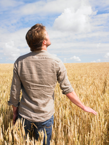Young man standing in a wheat field touching the stalks while looking up into the sky. He has his back to the camera. Vertical format.