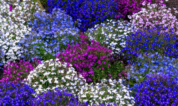 Multi-colored lobelia bushes in a flower bed in the garden. Multi-colored lobelia bushes in a flower bed in the garden lobelias stock pictures, royalty-free photos & images
