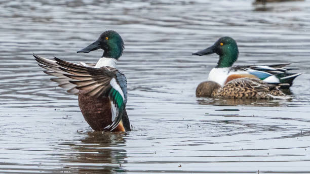 istock Northern Shoveler on the lake 1472794198