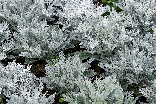 Silvery bushes of cineraria in a flower bed in the garden