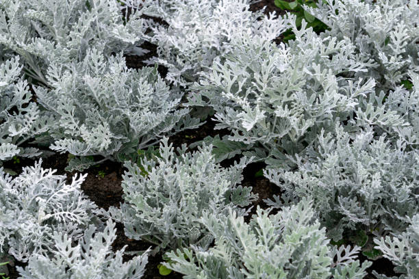 Silvery bushes of cineraria in a flower bed in the garden. Silvery bushes of cineraria in a flower bed in the garden dusty miller photos stock pictures, royalty-free photos & images