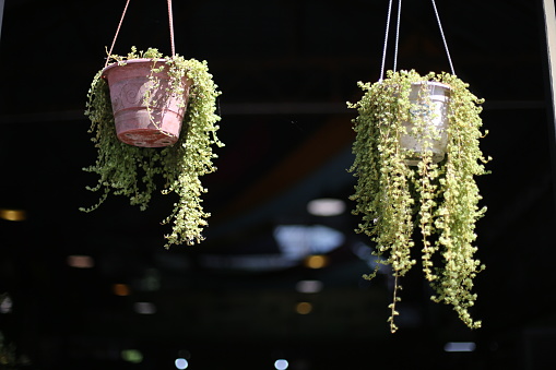 A nature surrounding us - hanging potted plants
