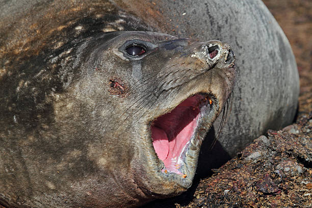 jovem homem elefante-marinho boceja, antártica - animal elephant seal seal yawning - fotografias e filmes do acervo