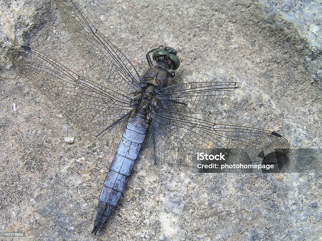 Orthetrum cancellatum - Zbiór zdjęć royalty-free (Część ciała zwierzęcia)