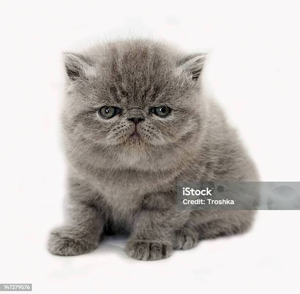 Blue Exotic Kitten Stock Photo - Download Image Now - Exoticism, Kitten, Shorthair Cat