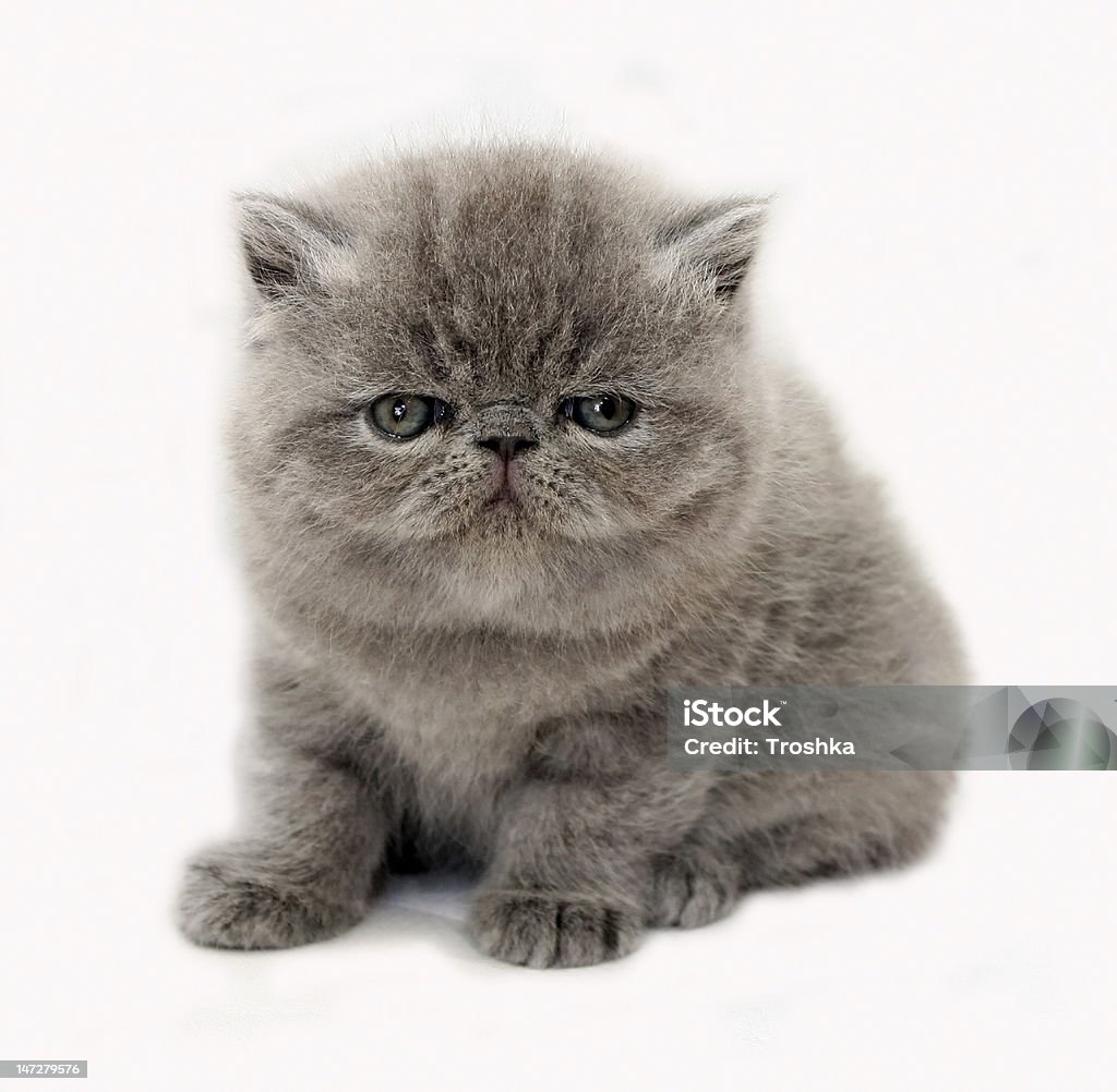 Голубой экзотический kitten - Стоковые фото Американская короткошёрстная кошка роялти-фри