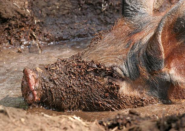 Pig wallowing in the mud stock photo