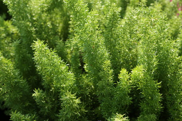 istock Asparagus densiflorus 'Myersii' 1472797011