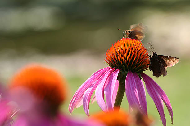 istock Butterflies on a Purple Cone Flower 147279705