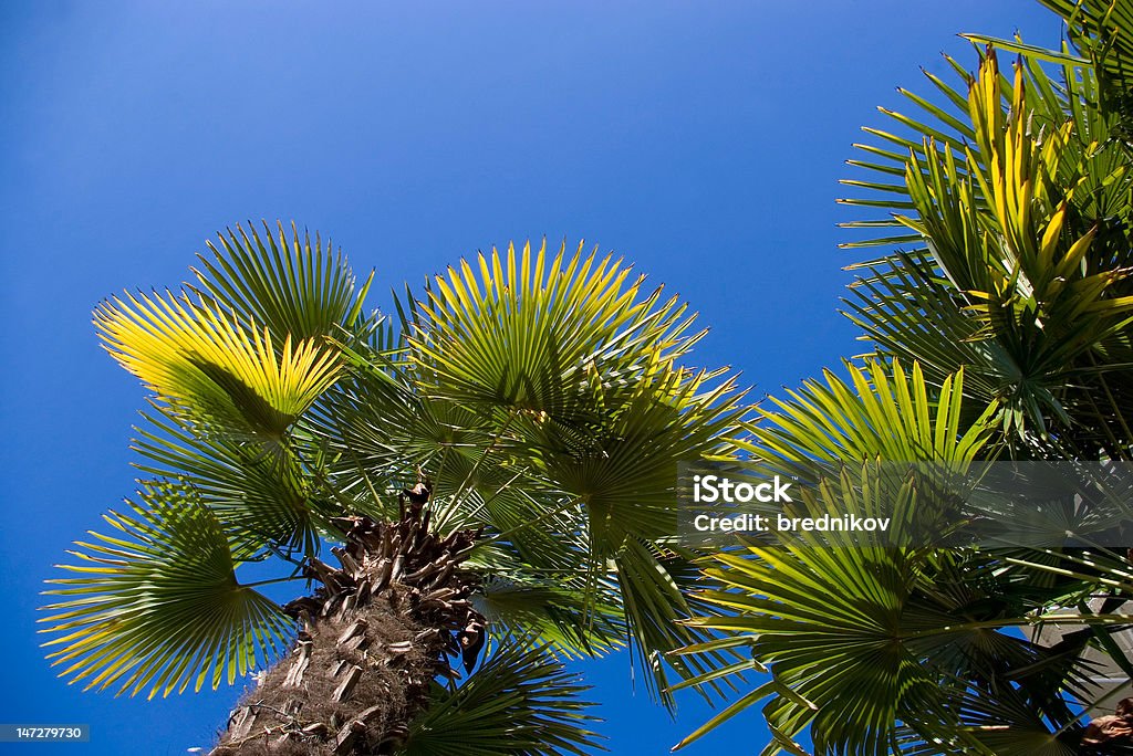 Fan palm trees The fan palm trees with green and yellow leaves Blue Stock Photo