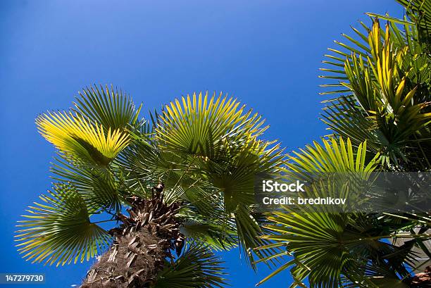 Fan Palm Trees Stock Photo - Download Image Now - Blue, Border - Frame, Botany