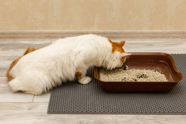 istock the cat went to the cat litter box 1472797361