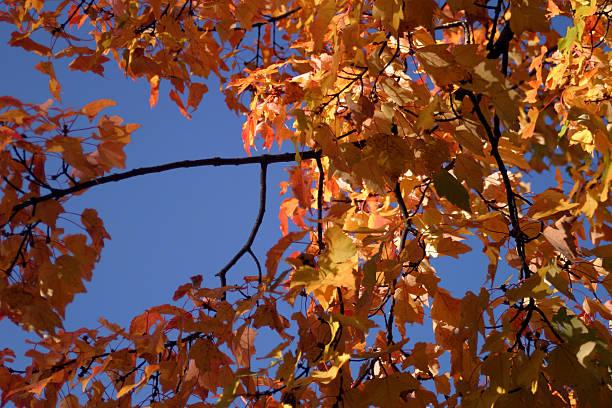 Orange and Yellow Maple Branches stock photo