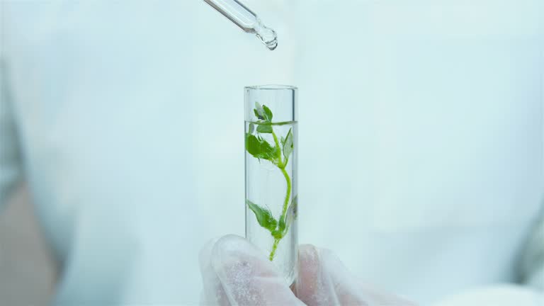 Sprouts in test tubes and flasks.  A drop of extract.